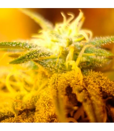 Swiss Cheese - Nirvana - Kayamurcia.es
