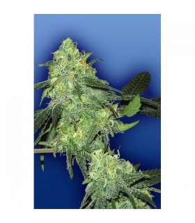 Skunk Classic - Flying Dutchmen