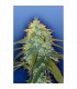 Skunk n1 - Flying Dutchmen