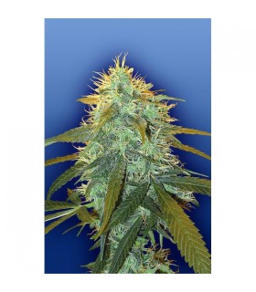 Skunk n1 - Flying Dutchmen