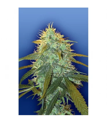 Skunk n1 - Flying Dutchmen