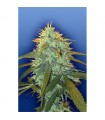 Skunk n1 - Flying Dutchmen