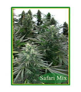 Safari Mix 20 u. reg. Mandala Seeds