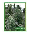 Safari Mix 20 u. reg. Mandala Seeds