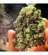 So G Kush - Soma Seeds