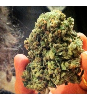 So G Kush - Soma Seeds