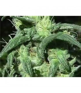 Sterling Haze 10 u. reg. The Sativaseed Bank