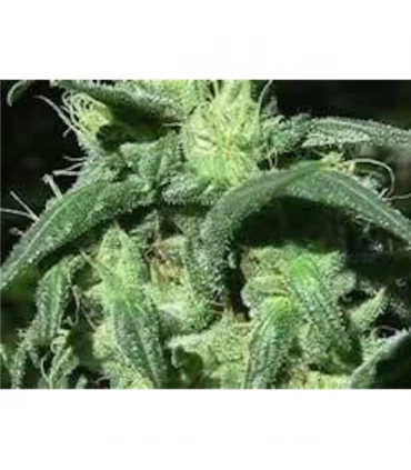 Sterling Haze 10 u. reg. The Sativaseed Bank