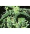 Sterling Haze 10 u. reg. The Sativaseed Bank