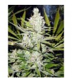 Skunk Haze 15 u. reg. Mr. Nice