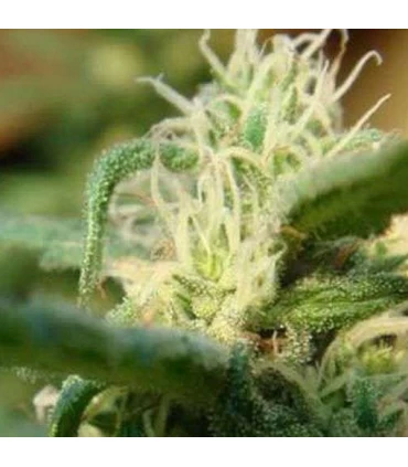 Sterling Haze - Nirvana - Kayamurcia.es