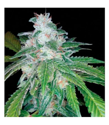 Silver Kush - Reserva Privada - DNA Genetics - Kayamurcia.es