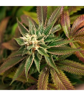 Skunkage 10 u. reg. T.H. Seeds