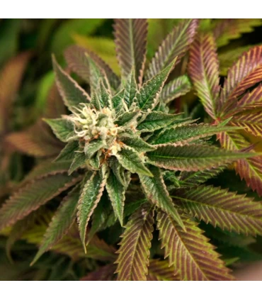 Skunkage 10 u. reg. T.H. Seeds