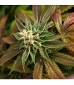 Skunkage 10 u. reg. T.H. Seeds