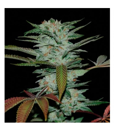 Sour Kush - Reserva Privada - DNA Genetics - Kayamurcia.es