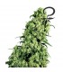 Skunk n1 -  3 u. fem. White Label
