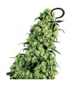 Skunk n1 -  3 u. fem. White Label