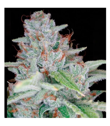 Skywalker Kush - Reserva Privada - DNA Genetics - Kayamurcia.es