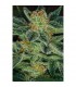 Skunk XXX -  5 u. Reg. T.H. Seeds