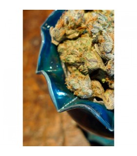 Somalicious - Soma Seeds