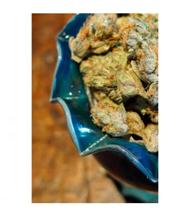 Somalicious - Soma Seeds