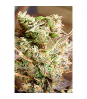 Somango - Soma Seeds