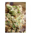 Somango - Soma Seeds