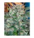 Speed Queen 10 u. reg. Mandala Seeds AGOTADA EN ORIGEN