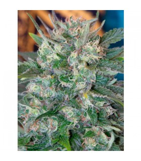 Speed Queen 10 u. reg. Mandala Seeds AGOTADA EN ORIGEN