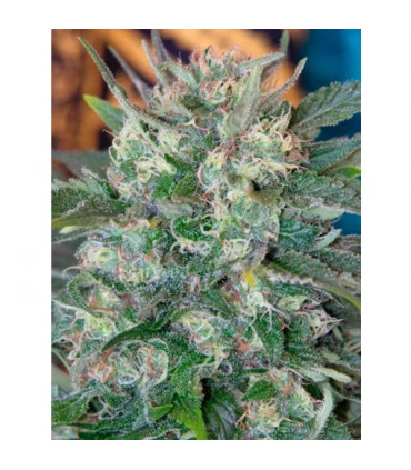 Speed Queen 10 u. reg. Mandala Seeds AGOTADA EN ORIGEN