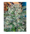 Speed Queen 10 u. reg. Mandala Seeds AGOTADA EN ORIGEN