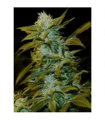 Super Silver Bilbo - Genehtik  - Kayamurcia.es