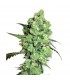 Super Skunk 10 u. reg. White Label