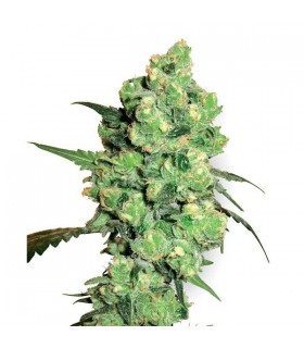 Super Skunk 10 u. reg. White Label