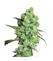 Super Skunk 10 u. reg. White Label