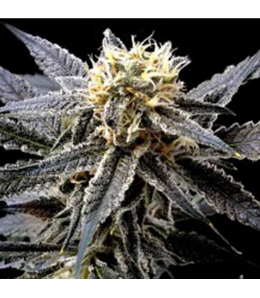 Strawberry Banana - Reserva Privada - DNA Genetics - Kayamurcia.es