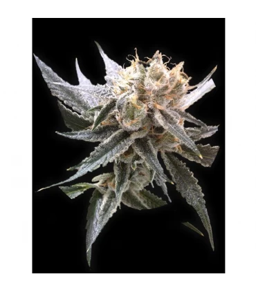 Sour Tangie - Reserva Privada - DNA Genetics - Kayamurcia.es