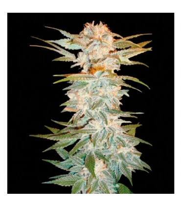 Stacked Kush 3 u. - DNA Genetics - Kayamurcia.es