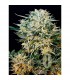 Auto Sugar Gom  3 u. fem. Grassomatic