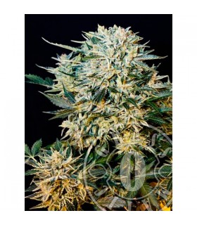 Auto Sugar Gom  3 u. fem. Grassomatic