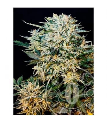 Auto Sugar Gom  3 u. fem. Grassomatic