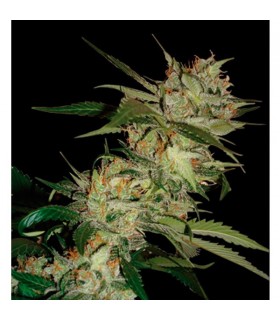 Sleestack x Skunk 13 u. reg. DNA Genetics