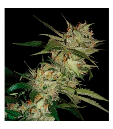 Sleestack x Skunk 13 u. reg. DNA Genetics