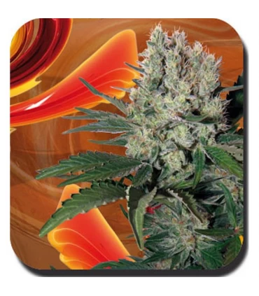 Auto Syrup 1 u. Blister x 10 reg. Buddha Seeds