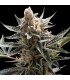 Tangie  6 u. reg. Reserva privada. DNA Genetics