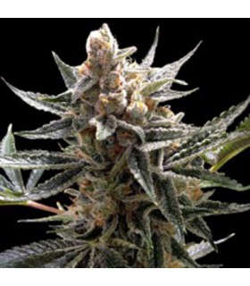 Tangie  6 u. reg. Reserva privada. DNA Genetics
