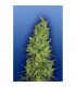 Tempel Haze - Flying Dutchmen