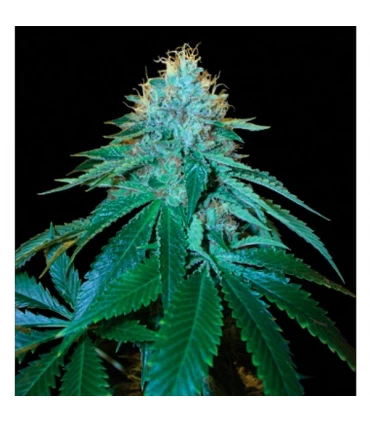 The OG n18 - 3 u. - RP - DNA Genetics - Kayamurcia.es