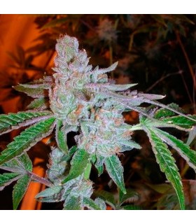 Tahoe OG Kush 10 u. reg. The Cali Connection